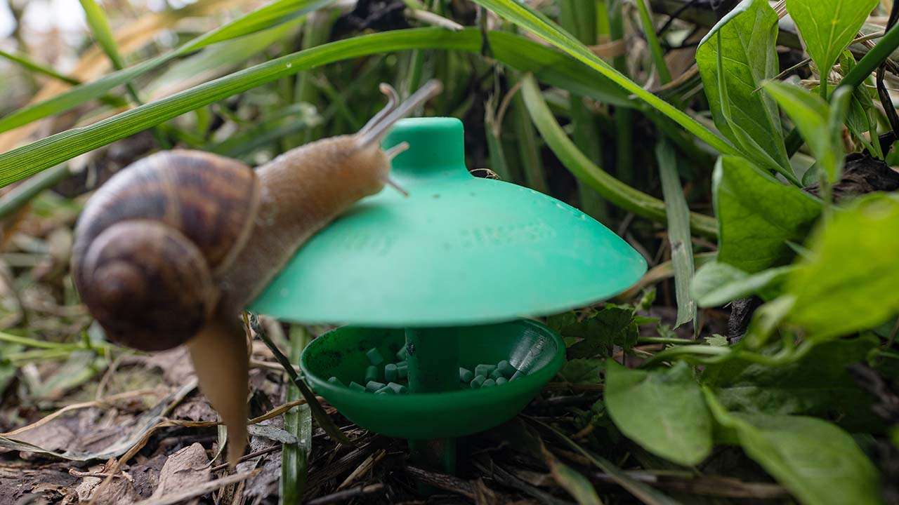 lumache nell'orto? Rimedio con fosfato ferrico e lima trap lumache nell'orto, cosa fare?