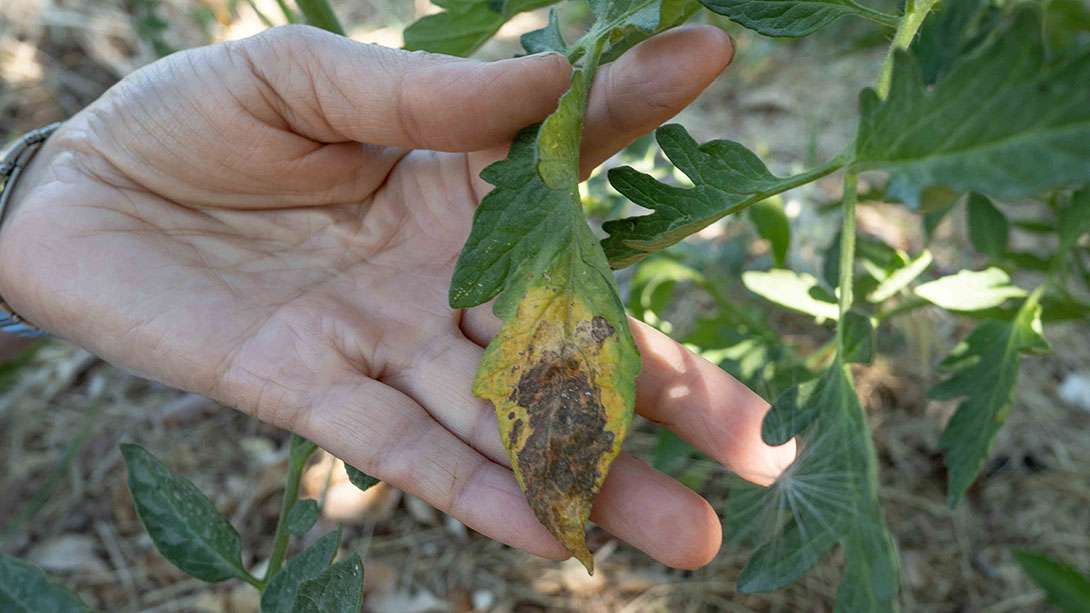peronospora del pomodoro, inizio della malattia inizio di peronospora di pomodoro