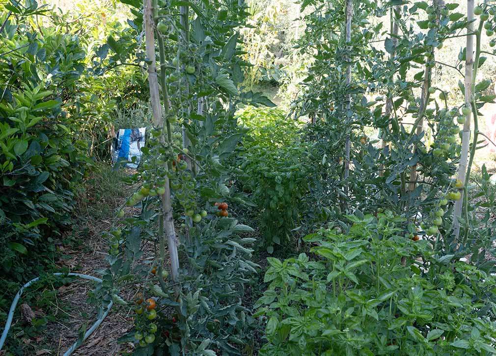 pomodori incannati e correttamente sfemminellati