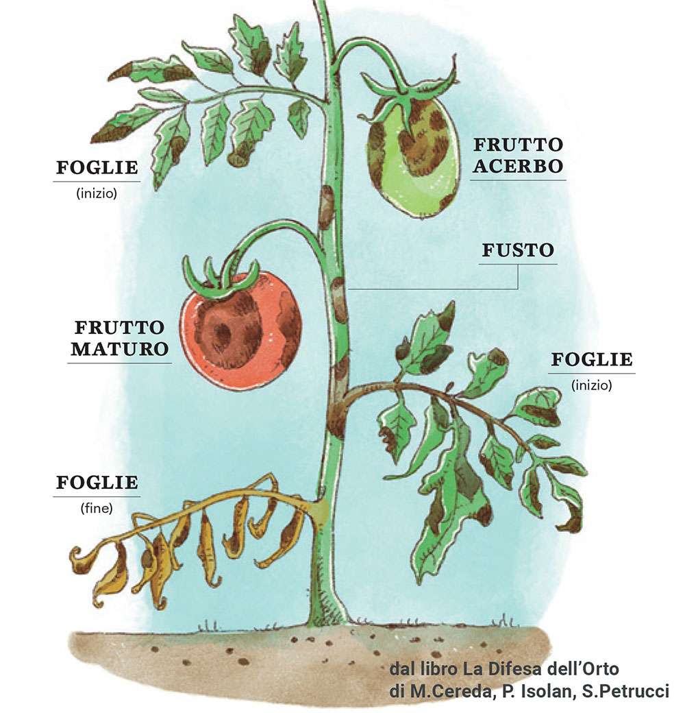 riconoscere la peronospora, dal libro La Difesa dell'orto