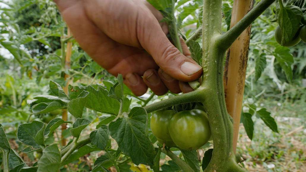 sfemminellatura del pomodoro