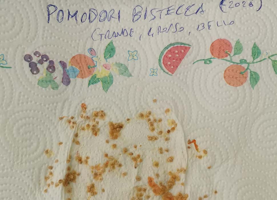 recupero semi su carta assorbente semi di pomodoro su carta assorbente da cucina