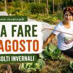 cosa fare ad agosto per l'orto autunnale